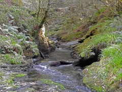 River at Lydford Gorge