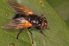 Thelaira Nigripes Fly