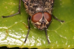 Mydaea Corniex Fly