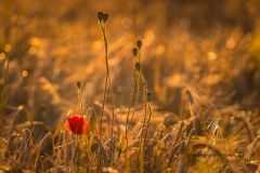 Poppy Flower And Seed Heads In A Barley Field