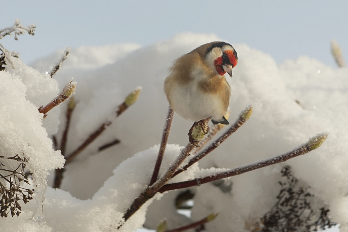 Snow Goldfinch.jpg