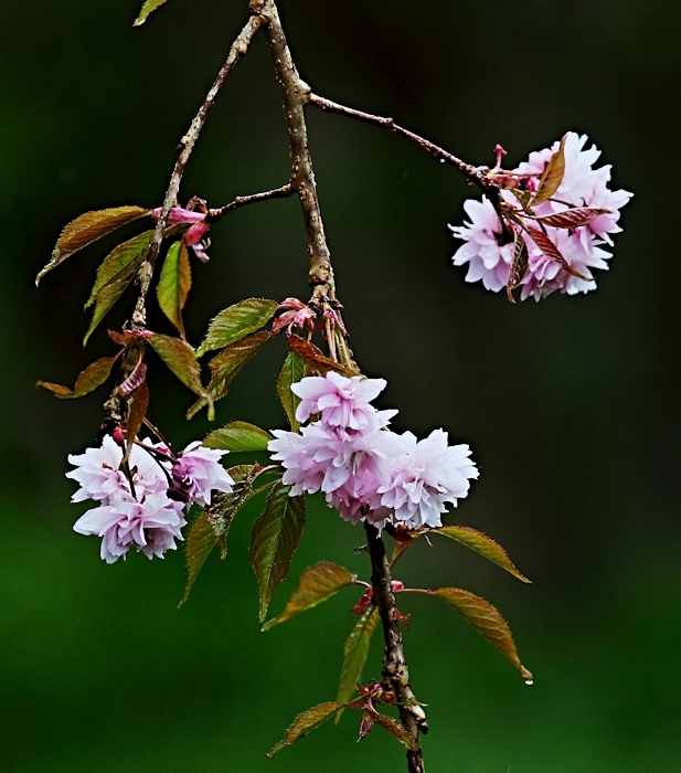cherry blossom 2.jpg